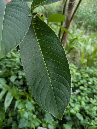 Terminalia myriocarpa, photograph 2