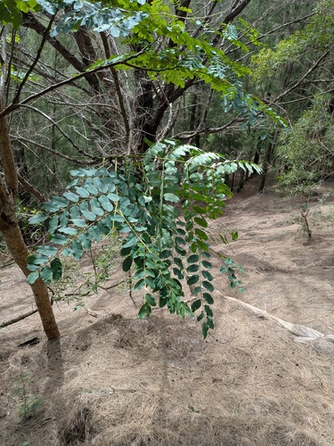 Red Sandalwood (Adenanthera pavonina)