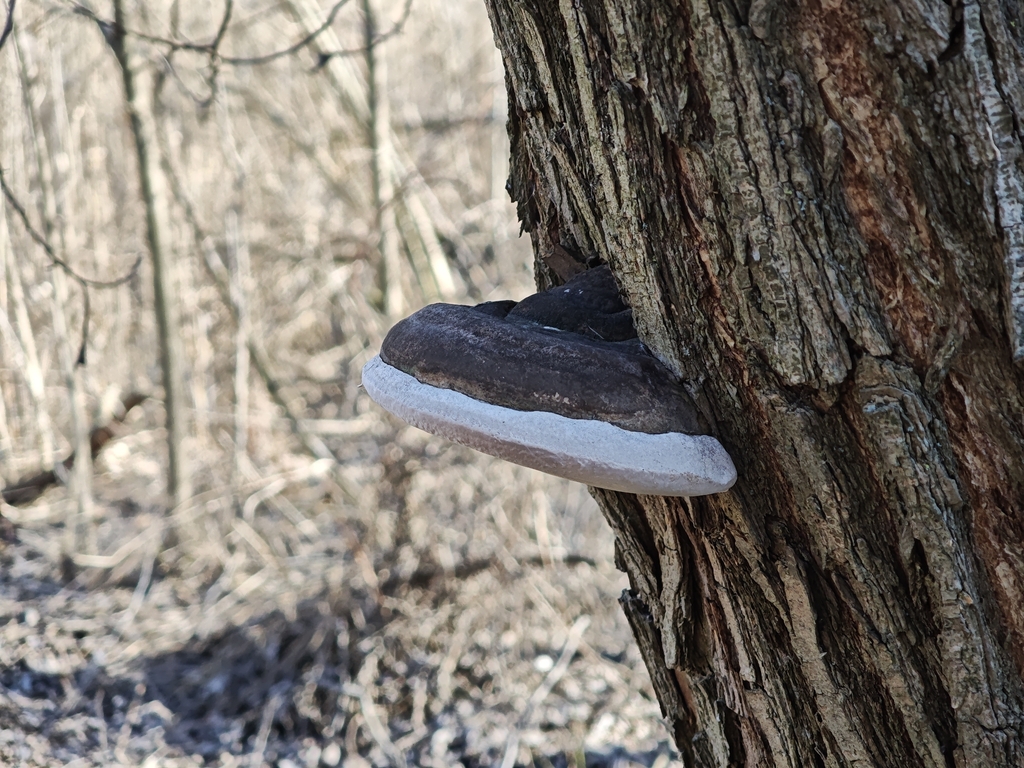 Phellinus igniarius · March 2026 · photo: © igor117 (iNaturalist, cc-by)