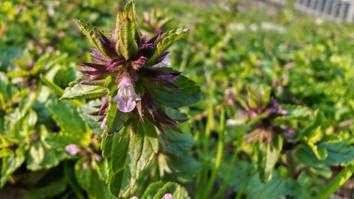 Field woundwort