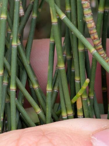 Casuarina glauca observed 2026-03-09