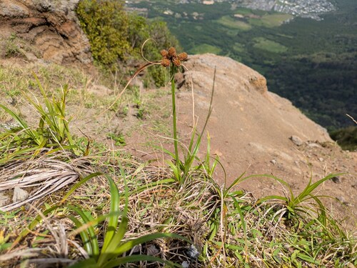 Cyperus phleoides observed 2026-03-09