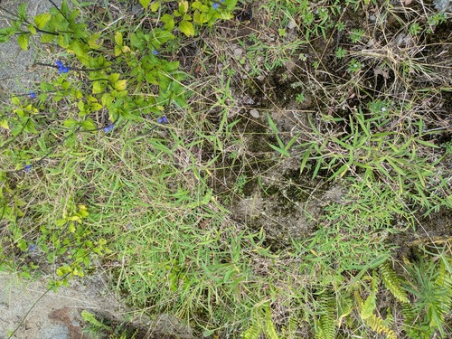 East Indian Crabgrass (Digitaria setigera)