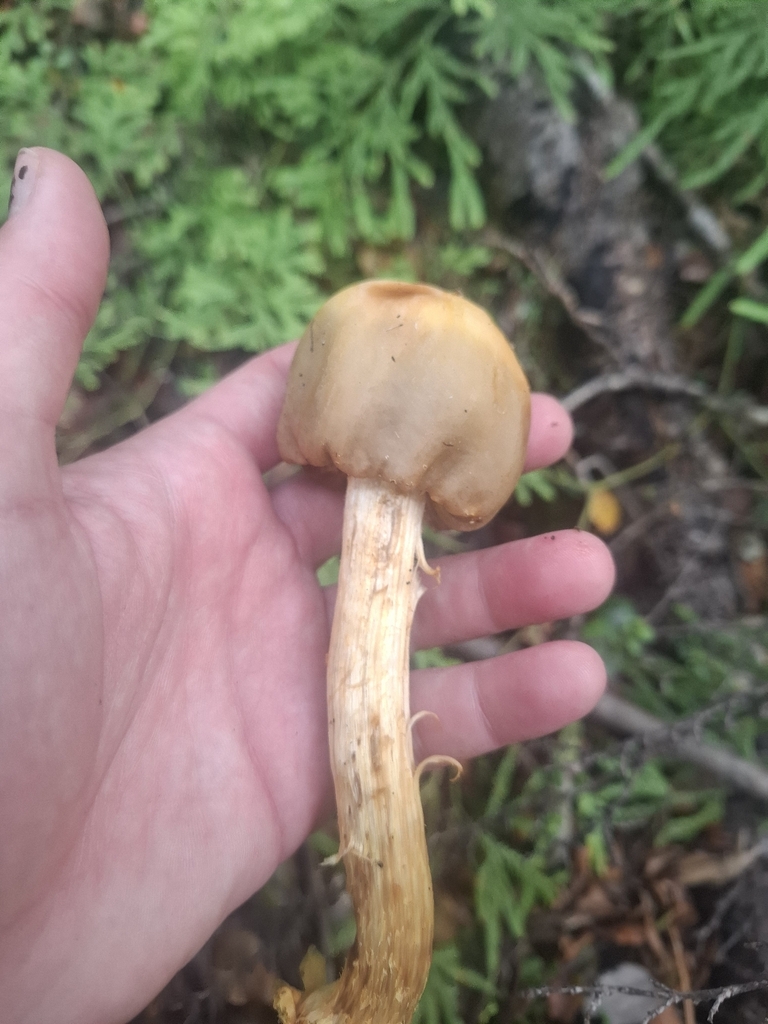 Cortinarius epiphaeus · March 2026 · photo: © armillariabianca (iNaturalist, cc0)