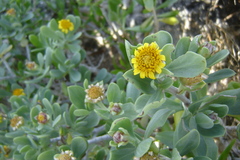 Borrichia