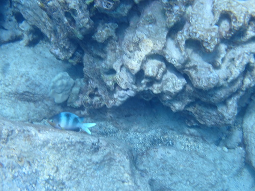 Chromis ovalis observed 2026-03-09