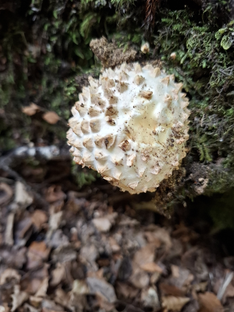 Amanita pareparina · March 2026 · photo: © armillariabianca (iNaturalist, cc0)
