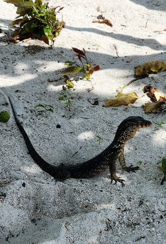 Varanus salvator