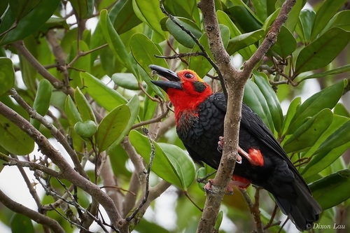Bornean Bristlehead (Pityriasis gymnocephala), photo 9