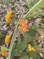 Lantana camara