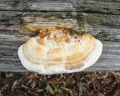 Truncospora ochroleuca