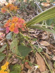 Lantana camara