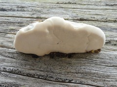 Truncospora ochroleuca