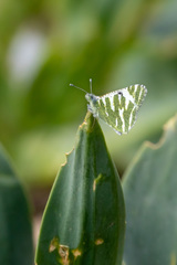 Euchloe belemia