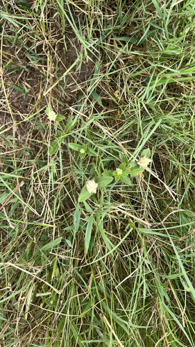prostrate globe-amaranth
