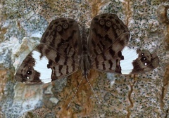 Ectima lirides
