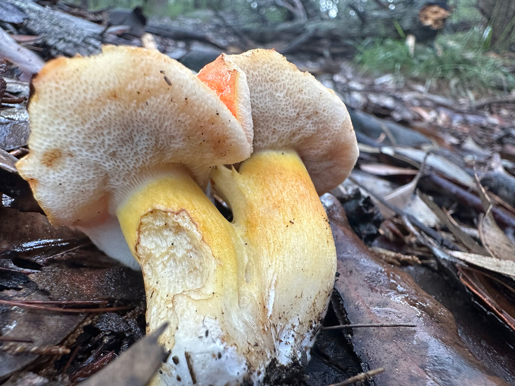 Tylopilus balloui · March 2026 · photo: © prossington (iNaturalist, cc-by)