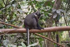 Cercopithecus erythrogaster erythrogaster