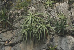 Agave bracteosa