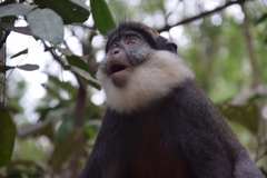 Cercopithecus erythrogaster erythrogaster