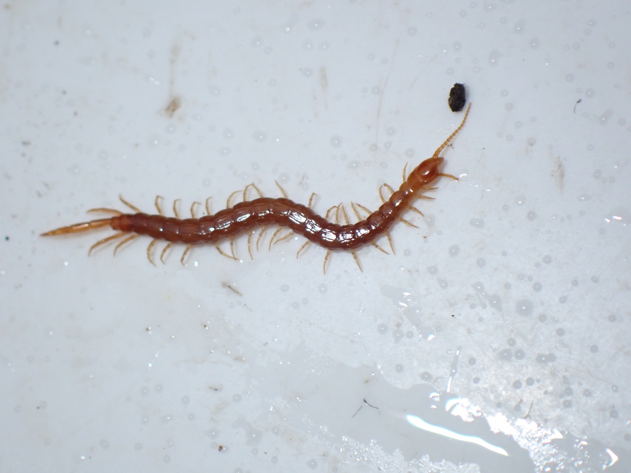 Cryptops hortensis Donovan, 1810