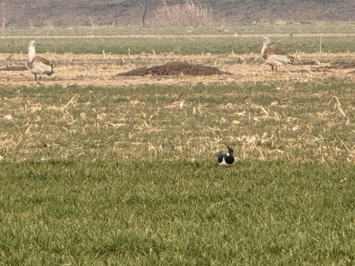 Northern Lapwing