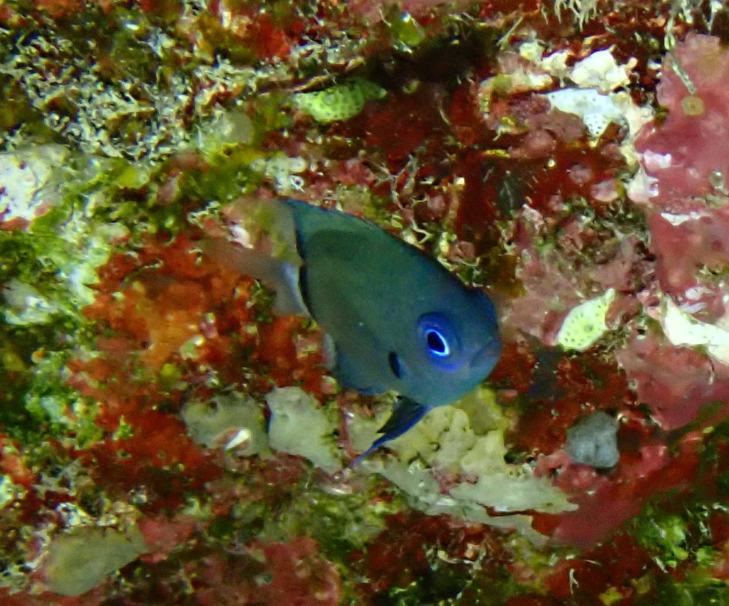 Deep Reef Chromis