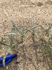 Dicoria canescens