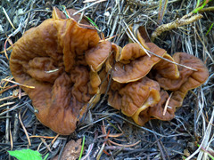Gyromitra perlata