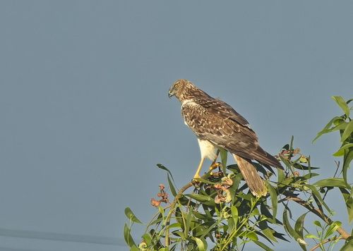 Eastern Marsh Harrier