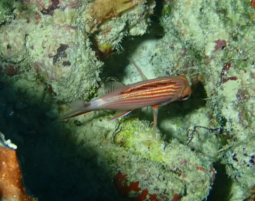 Threespot squirrelfish