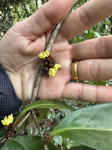 Erycibe cochinchinensis observed 2026-03-08