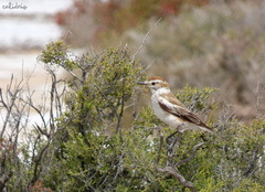 Neoxolmis salinarum
