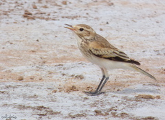 Neoxolmis salinarum