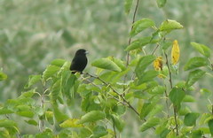Knipolegus cyanirostris