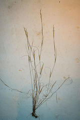 Aristida dichotoma