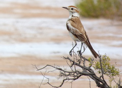 Neoxolmis salinarum