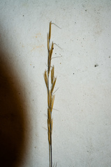 Aristida dichotoma