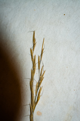 Aristida dichotoma