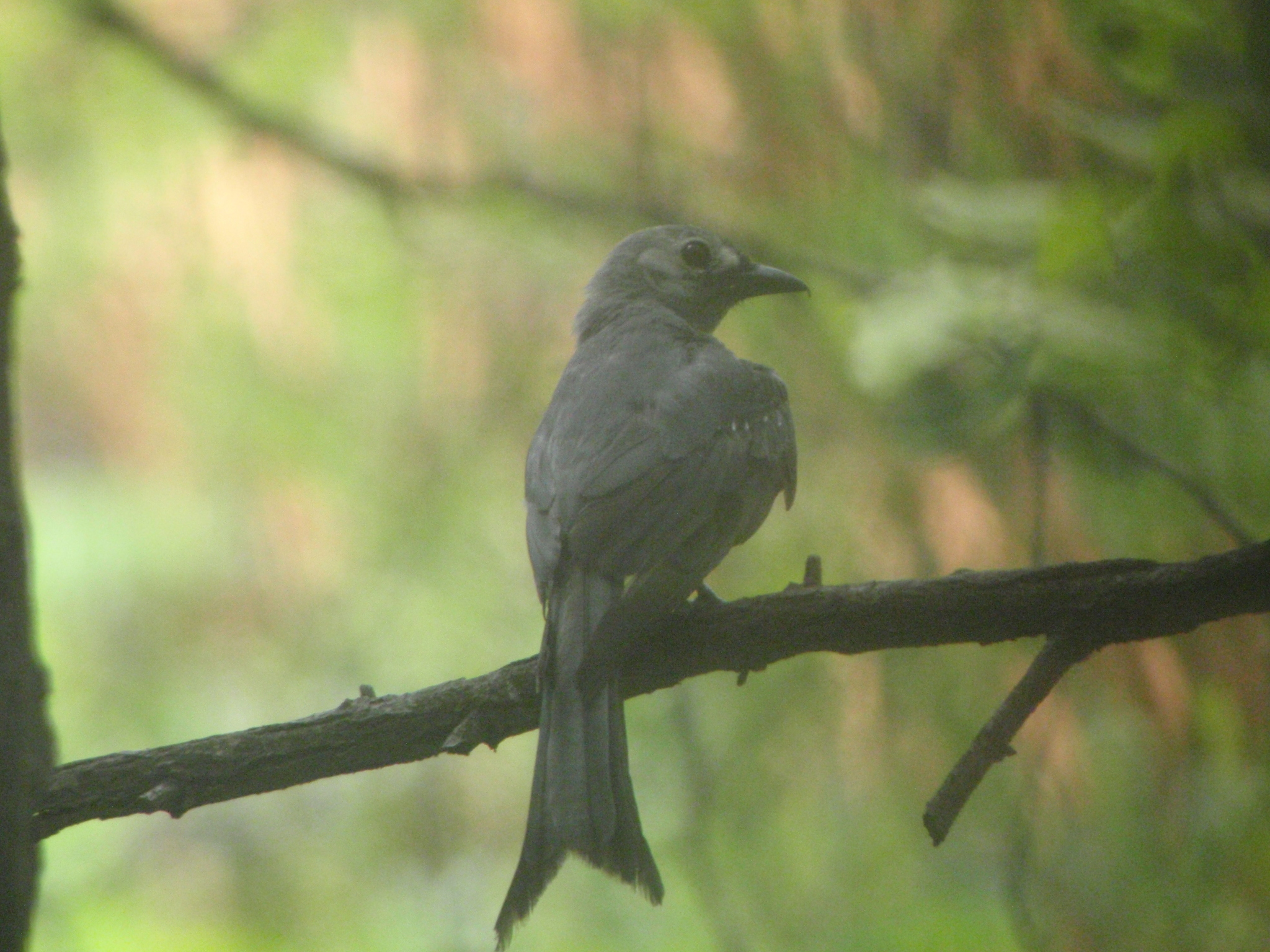 Ashy Drongo