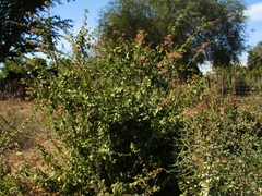 Pisonia capitata