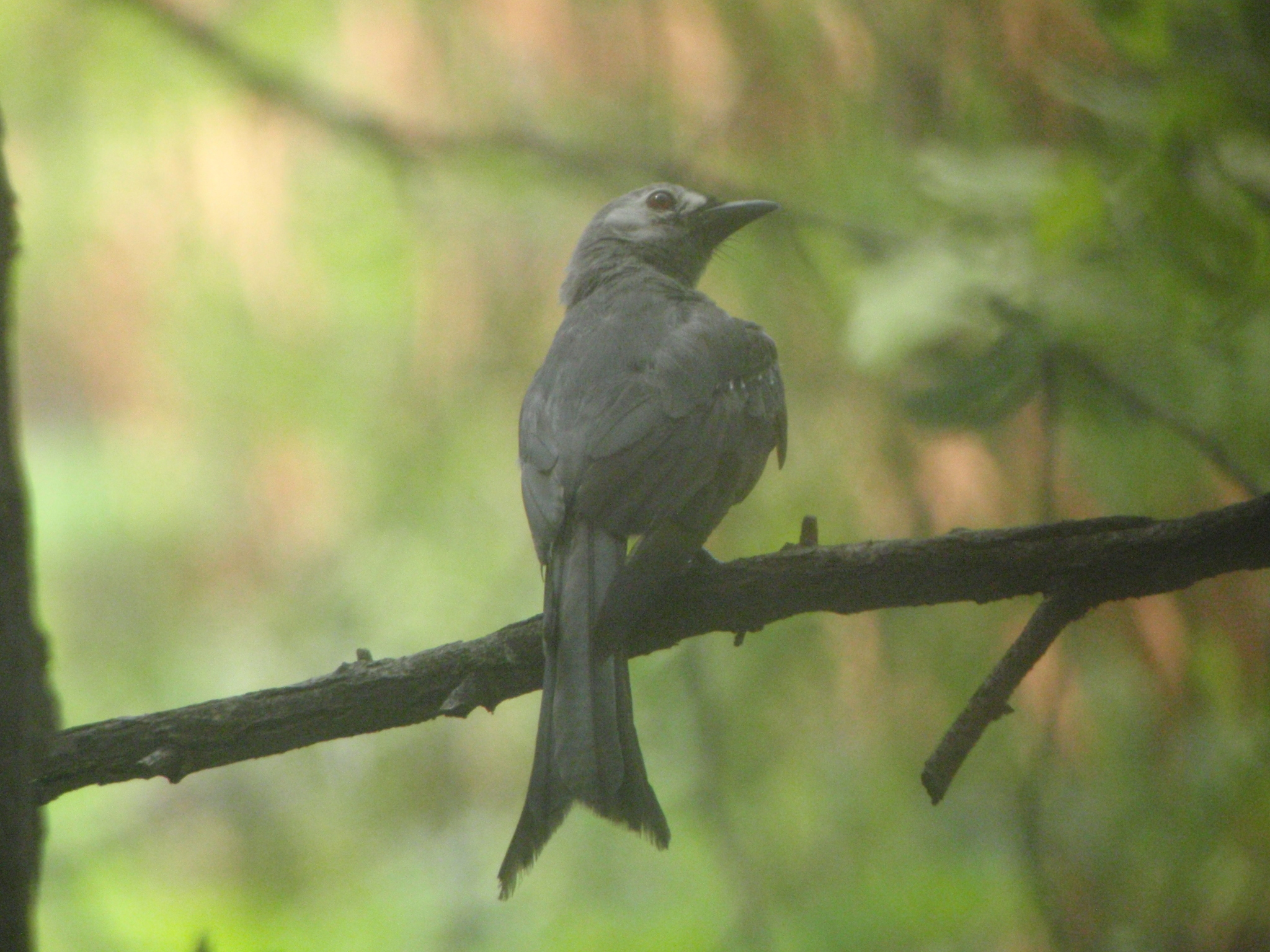 Ashy Drongo