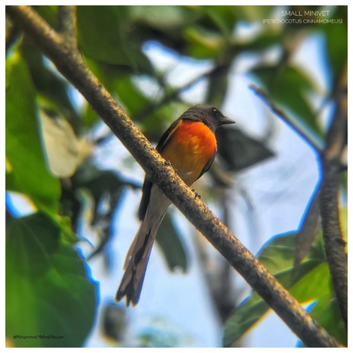 Small Minivet