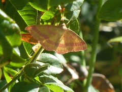 Rhodostrophia calabra