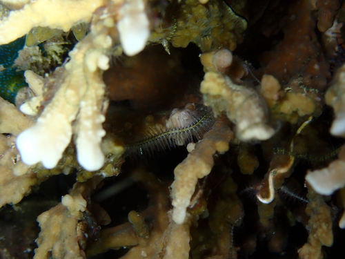 Ophiothrix trilineata observed 2026-03-02