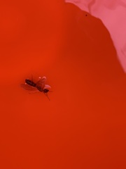 Camponotus clarithorax