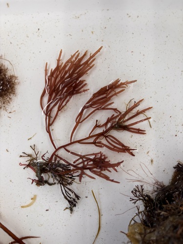 Lomentaria catenata observed 2026-03-10