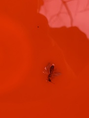 Camponotus clarithorax