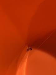 Camponotus clarithorax