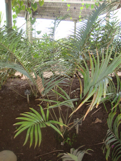 Ceratozamia chimalapensis